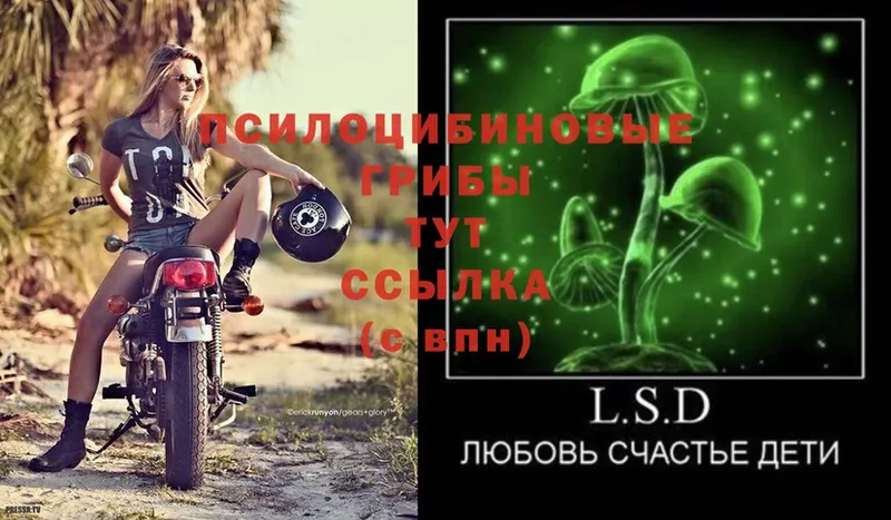 Галлюциногенные грибы Psilocybe  omg ТОР  Тетюши 